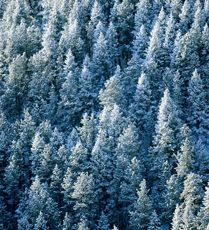 sapin